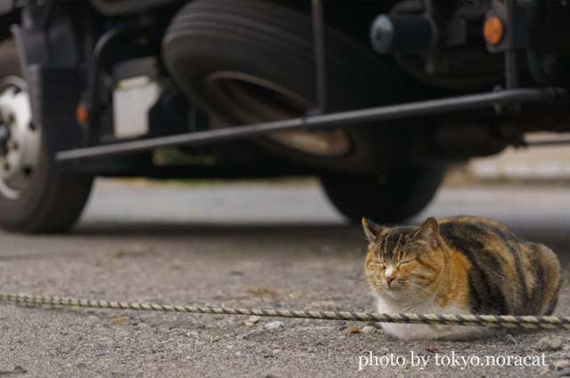 野良猫の写真