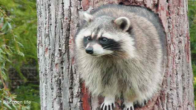 The Biggest Raccoon on Record in the World's Largest Pet