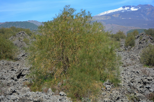 Genista aetnensis