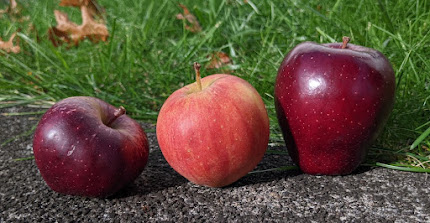 Three apples of differrent shapes and shades of red