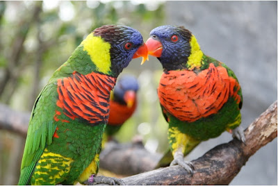 Rainbow Lorikeet Parrots Wallpaper