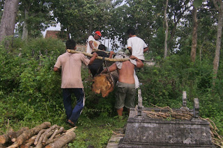 Orang Sedang Memikul Kayu Gelondongan