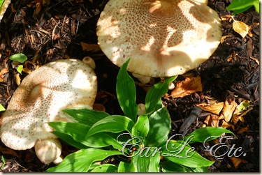 jewelry,toadstools,fairyring,gypsy jacket,aug booth 018