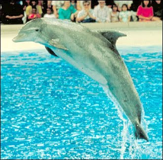 Dolphin beached off the Irish coast