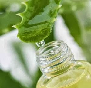 aloe vera importance of cactus juice