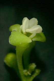 Grevea madagascariensis'in erkek çiçeği