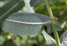 Prickly Lettuce, Lactuca serriola.  Underside of a leaf.  Scadbury Park, 11 September 2011.