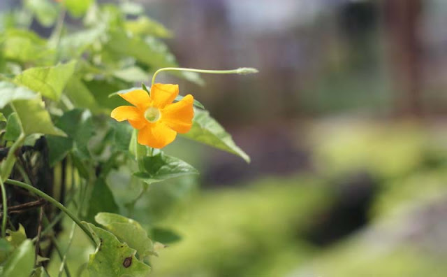 Black-Eyed Susan Vine Flowers Pictures