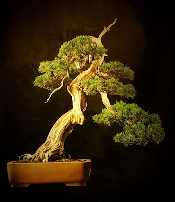 Bonsai Cemara Sinensis Bonsai Cemara Sinensis