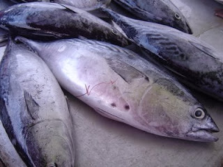 Melahap makanan berlemak dan berminyak sanggup sangat angker Kandungan Nutrisi Ikan