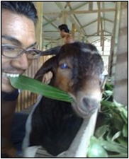 .: LEMBU BALI UNTUK DIJUAL