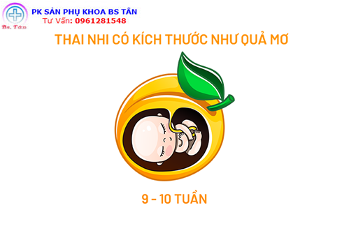 Kích thước thai nhi theo tuần