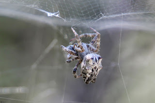 araña-de-las-chumberas-cyrtophora-citricola-