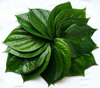 obat sipilis tradisional daun sirih