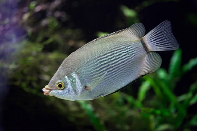 gambar ikan tambakan atau tembakang