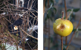 Æbler i haven
