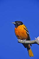 Audubon Oriole Bird