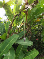 Ixora plant full view - Ho'omaluhia Botanical Garden, Kaneohe, HI