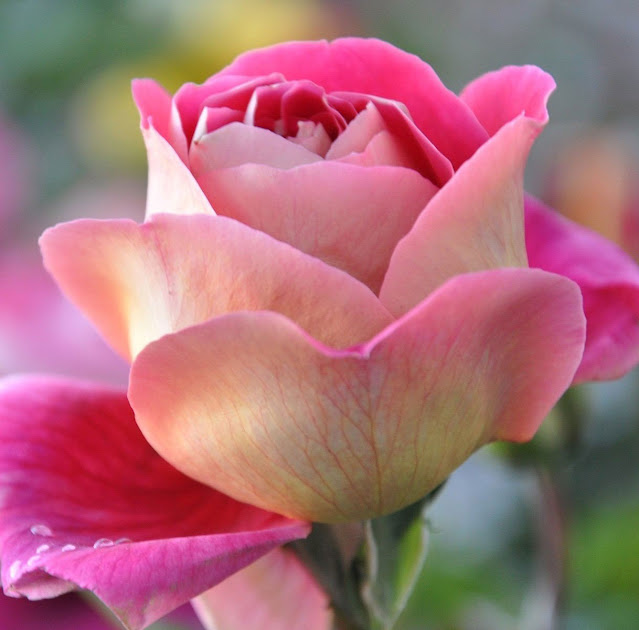 pink rose flower images