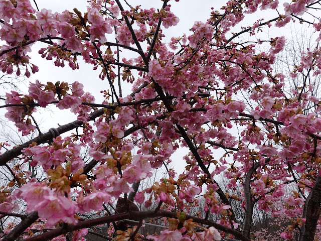 鳥取県西伯郡伯耆町丸山　伯耆町交流の森の河津桜