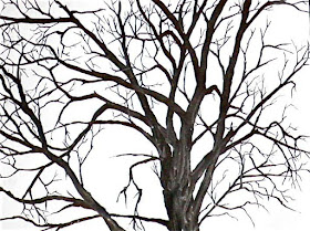 Ink drawing of a bare tree
