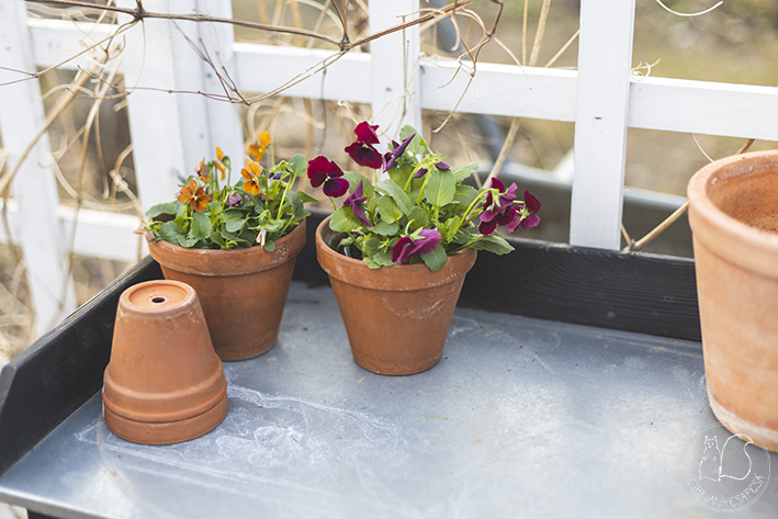 Oravankesäpesä siirtolapuutarha ruukutuspöytä potager punasaviruukku