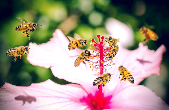 ABEJAS EN FLOR DE ROSA DE SIRIA - BEES IN FLOWER ROSE SYRIA.