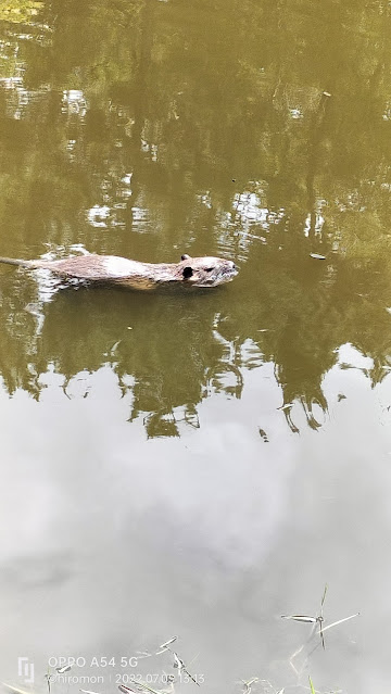 緑ヶ丘公園のヌートリア