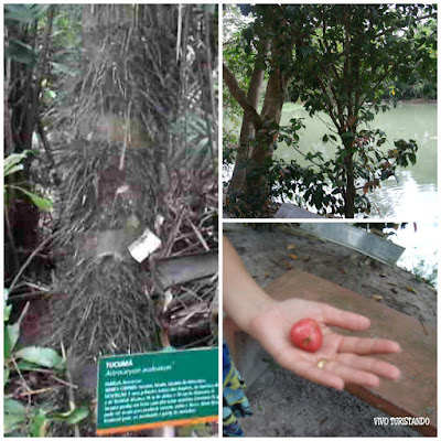 Manaus | No Bosque da Ciência tem Peixe-boi e Ariranha