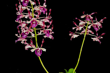 Dendrobium Howard Foo Orchid