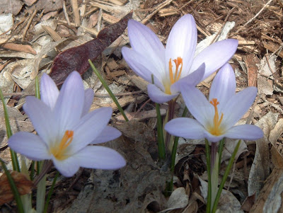 [Photo: mauve crocuses]