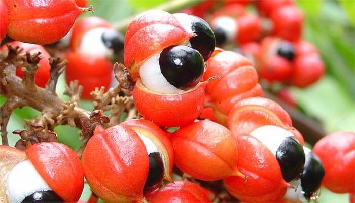 Guarana