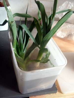 A pair of untrimmed leeks soaking in a white plastic tub