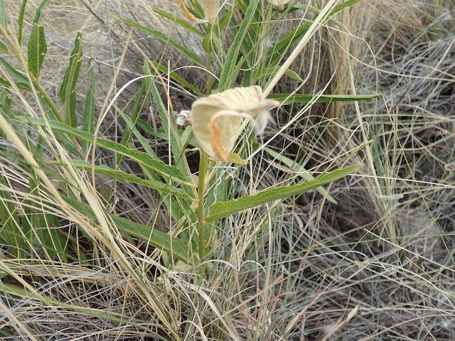 Asclepias asperula