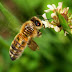 Edit foto hewan - Membuat Robot lebah season 2 dengan Photoshop