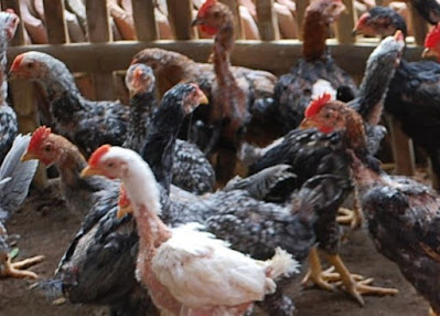 Rahasia Sukses Beternak Ayam Kampung