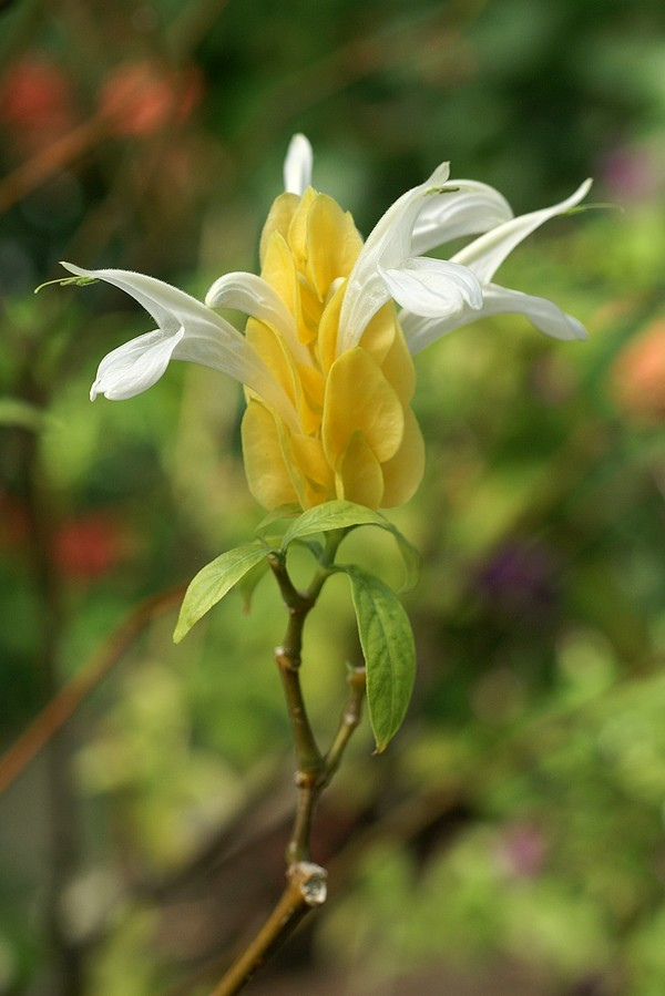 Biojojo: Pachystachys lutea L. (Bunga lilin)