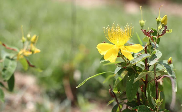 Hypericum Flowers