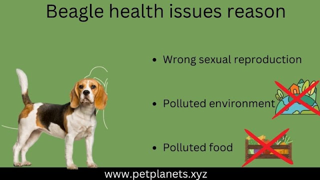 Beagle health issues