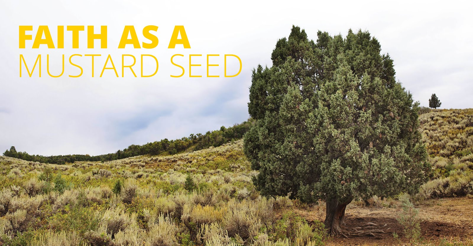 Mustard Seed Faith