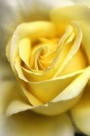 Hd Images Of Yellow Rose 30