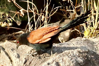 Greater Coucal