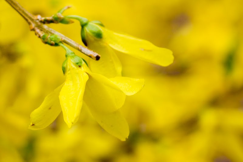 Early Spring Flower Names And Botany Facts