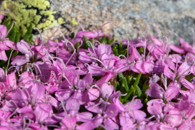 [Caryophyllaceae] Silene acaulis – Moss Campion (Silene a cuscinetto)