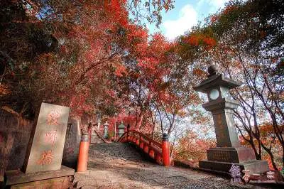 台灣賞楓-銀杏-落羽松景點(秘境)資訊