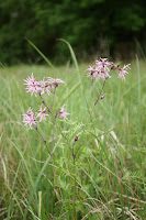 Ragged Robin