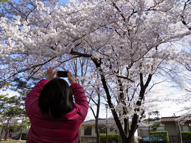 Sakura Japan