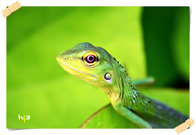 angui dalam bahasa banjar berarti bunglon (chameleon) keluarga Chamaeleonidae, hewan unik yang bisa berubah warna (mimikri) sesuai dengan warna lingkungannya