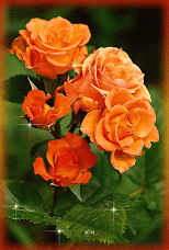 Orange Rose