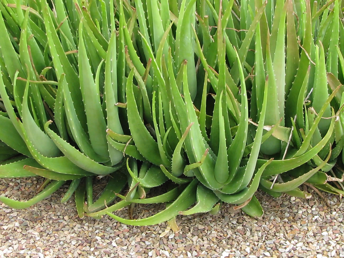 Aloe Vera : The Super Plant